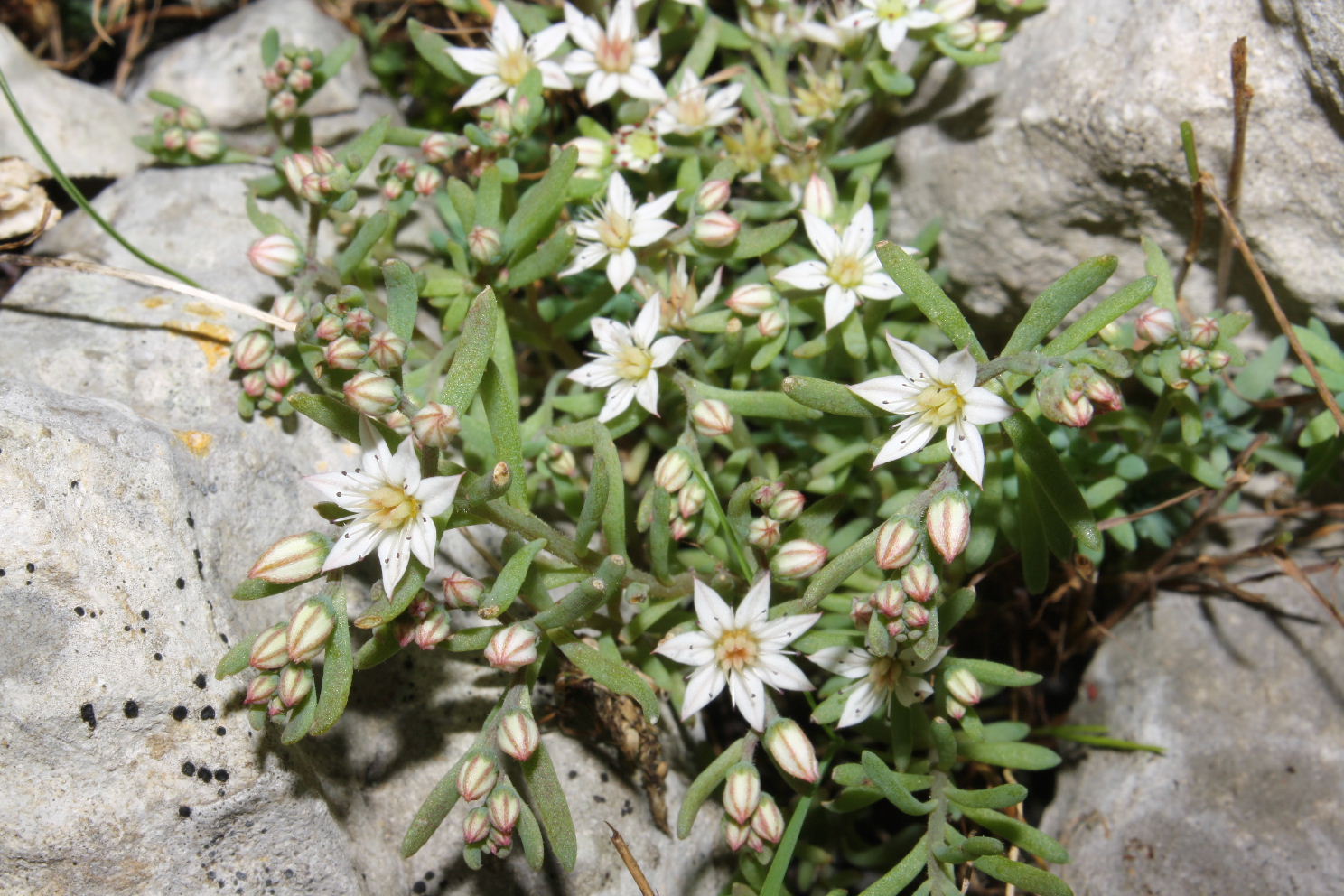 Sedum hispanicum / Borracina glauca